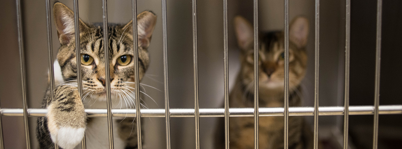 Animal Shelters | Alley Cat Allies