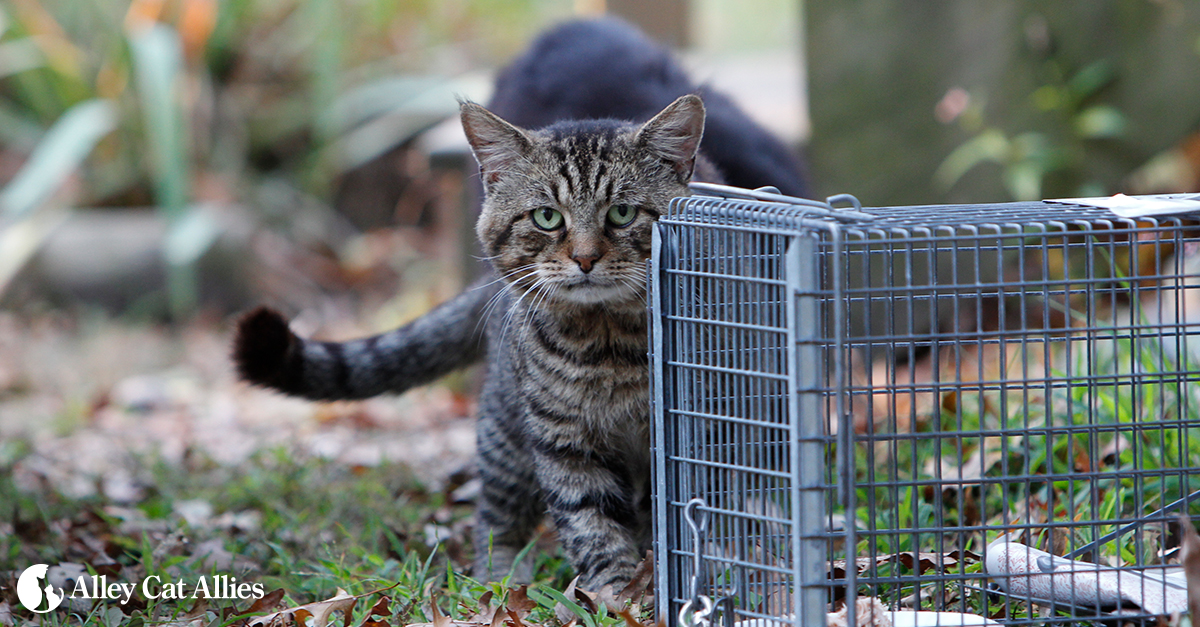 How to set a Feral Cat Trap 