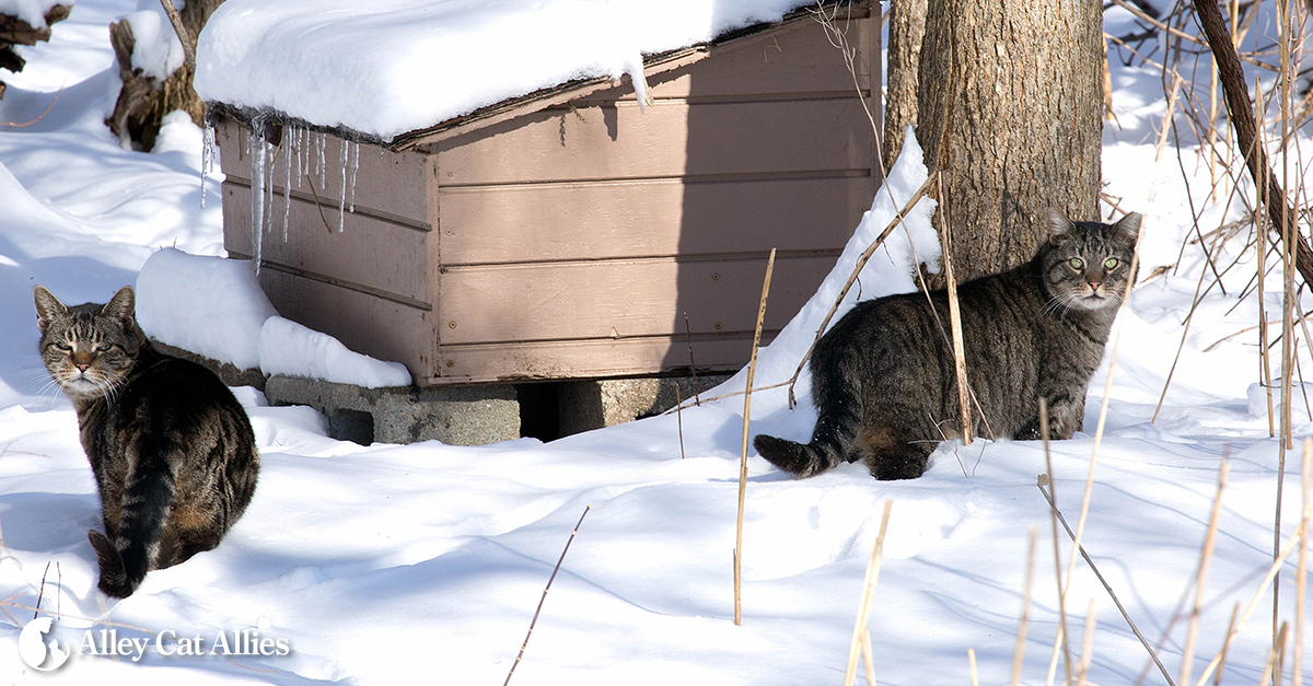 keeping feral cats warm in winter