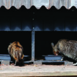 Two cats eating at DIY feeding station.