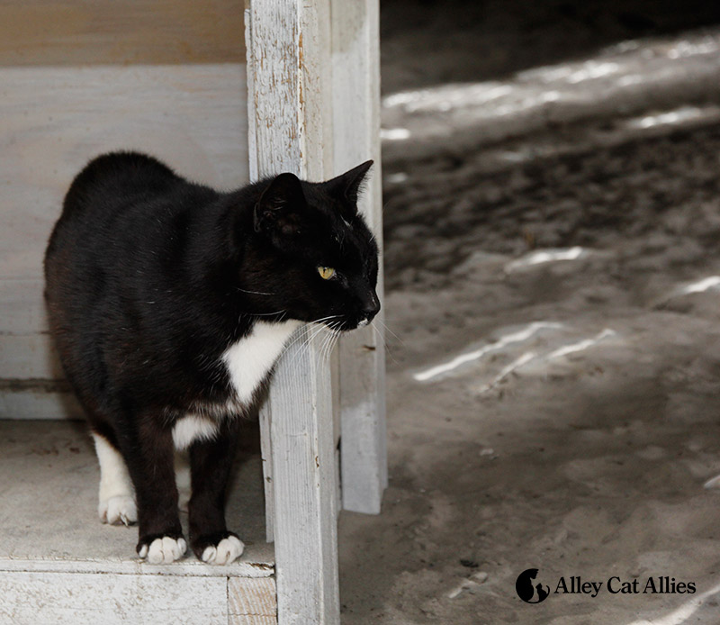 Atlantic City Boardwalk Cats Are Ready for Summer! | Alley Cat Allies