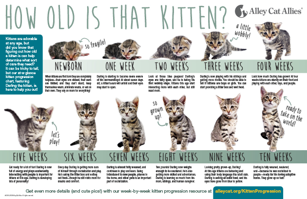Newborn Kitten Progression Cat Age Chart With Pictures Alley Cat Allies