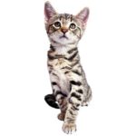 10 Week Old Kitten Care Guide| Behavior & Feeding Schedule Tips