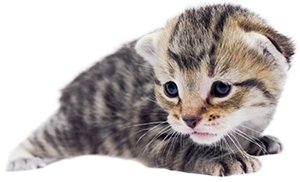 Voel me slecht glas tent How Old Is That Kitten? Kitten Guide: Two Weeks | Alley Cat Allies