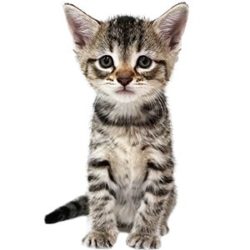 Newborn Kitten Progression & Cat Age Chart with Pictures | Alley Cat Allies