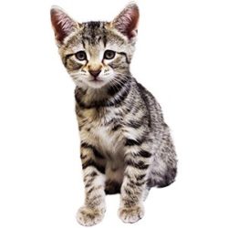 Newborn Kitten Progression & Cat Age Chart with Pictures | Alley Cat Allies