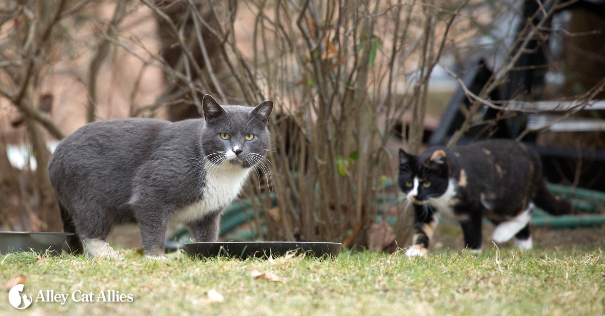 alley cat allies feral friends