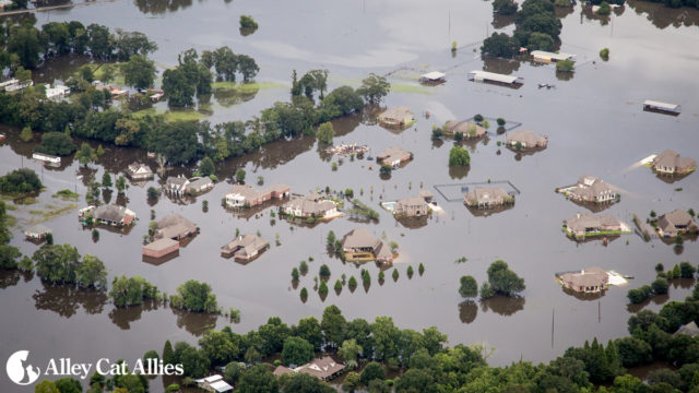 August 2016 Flooding in Louisiana | Alley Cat Allies