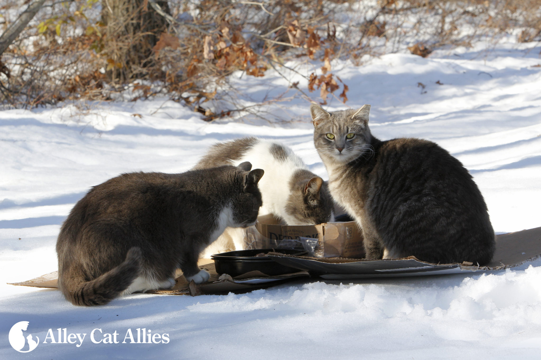 Care for Cats in Cold Weather
