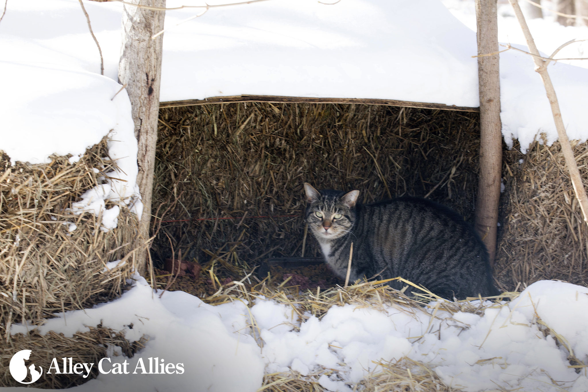Trapping Tips for Outdoor Cats
