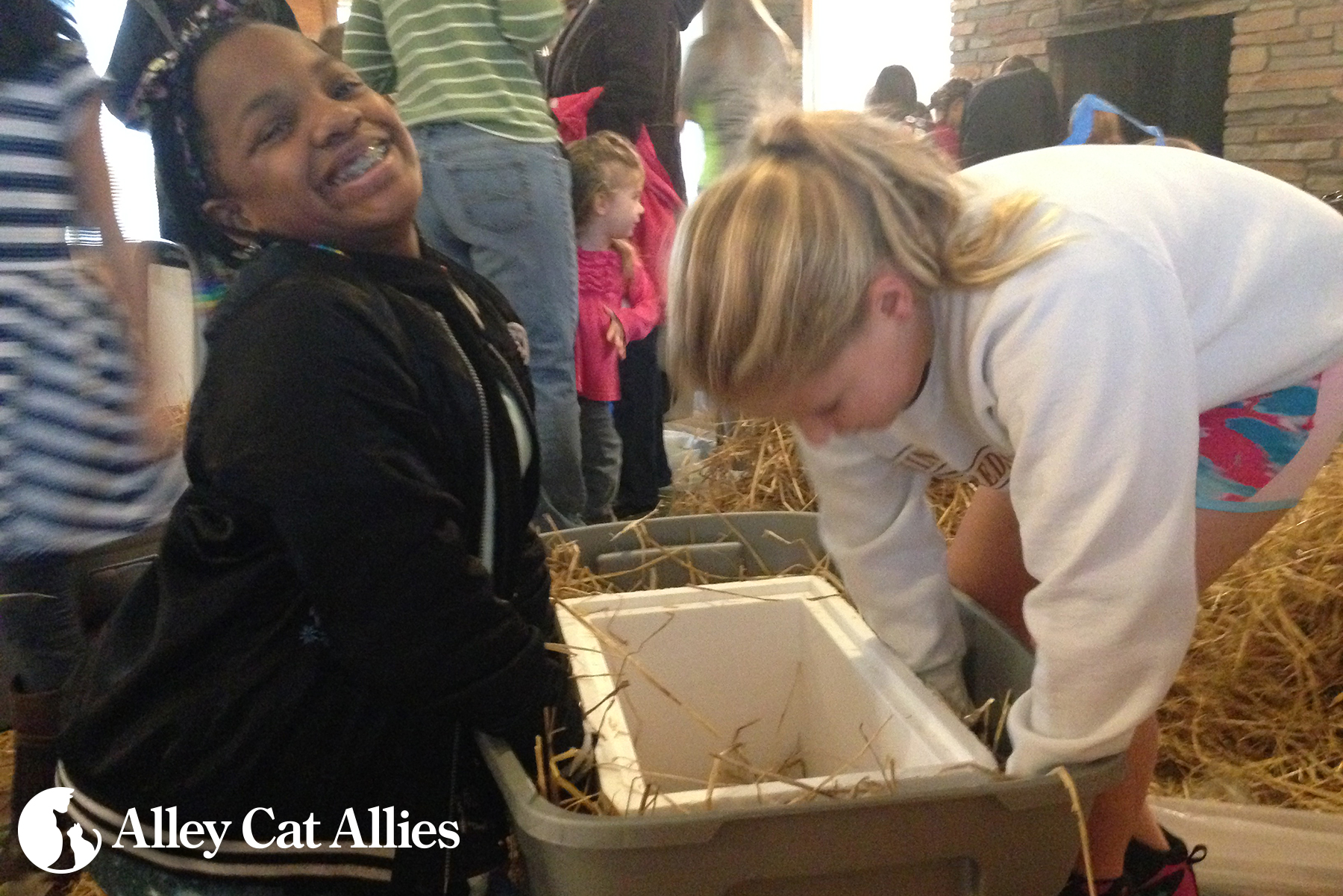 alley cat allies outdoor shelters