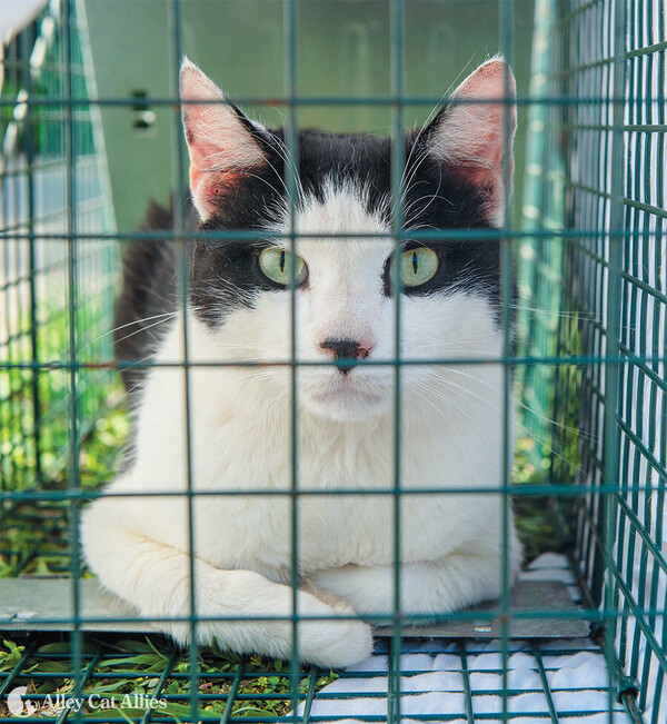 Feral Cat Recovery Cage Set