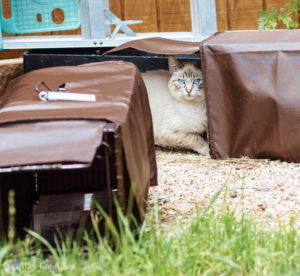 Keep Community Cats Comfortable While in Their Trap