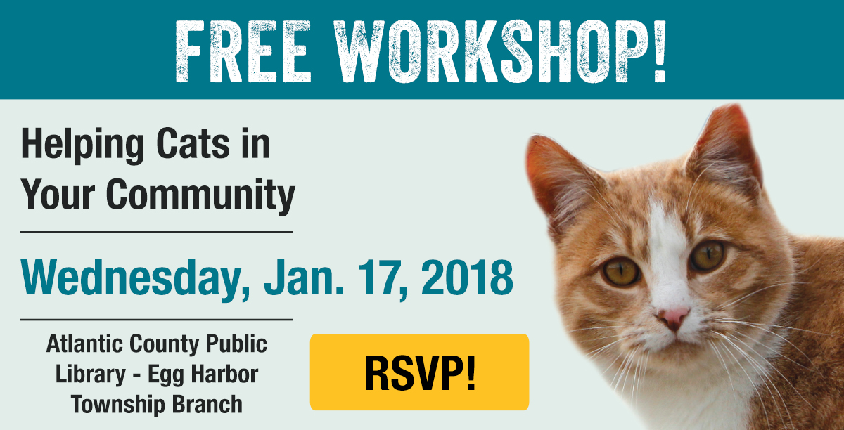 Helping Cats In Your Community Workshop | Alley Cat Allies