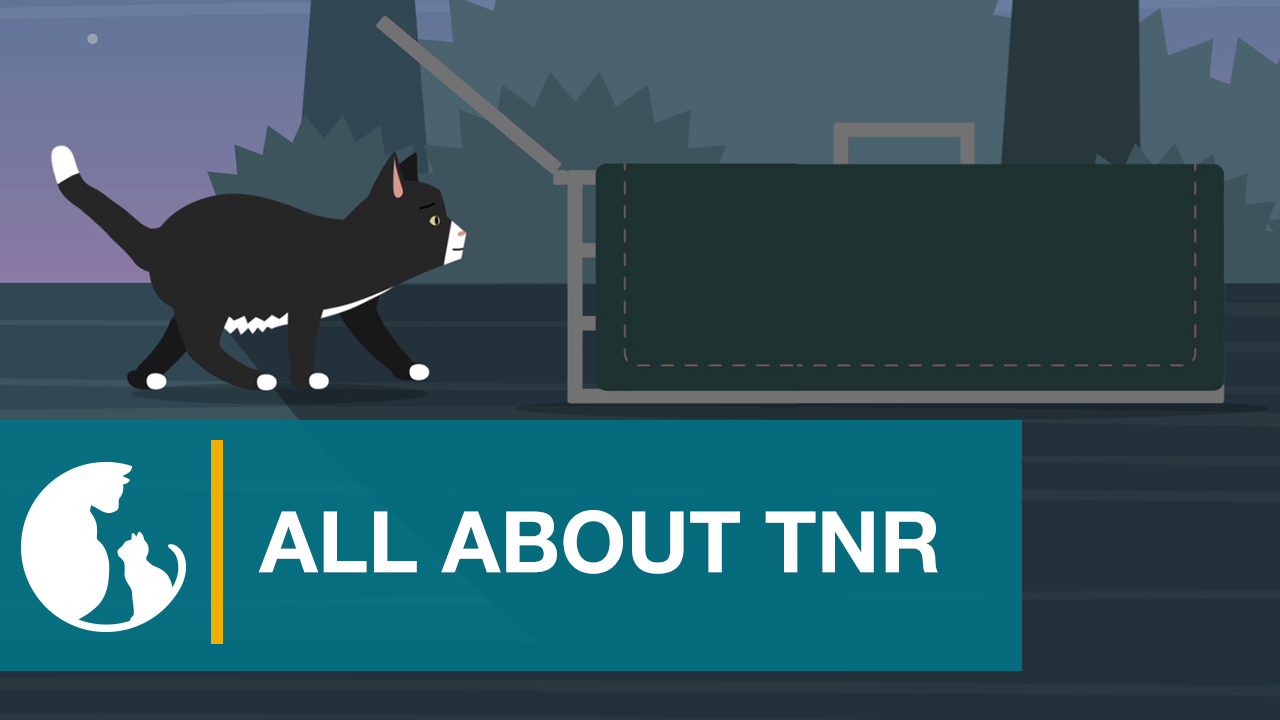 TRN Tips — TNR Texas