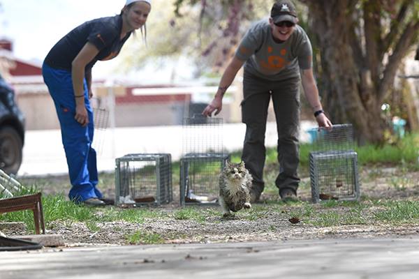 alley cat allies tnr