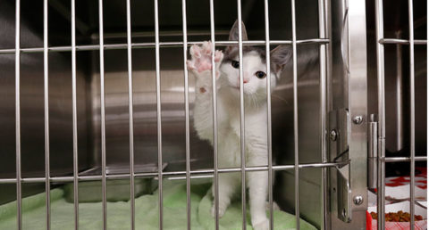 KITTEN Act Introduced to End the USDA's Deadly Testing on Kittens ...