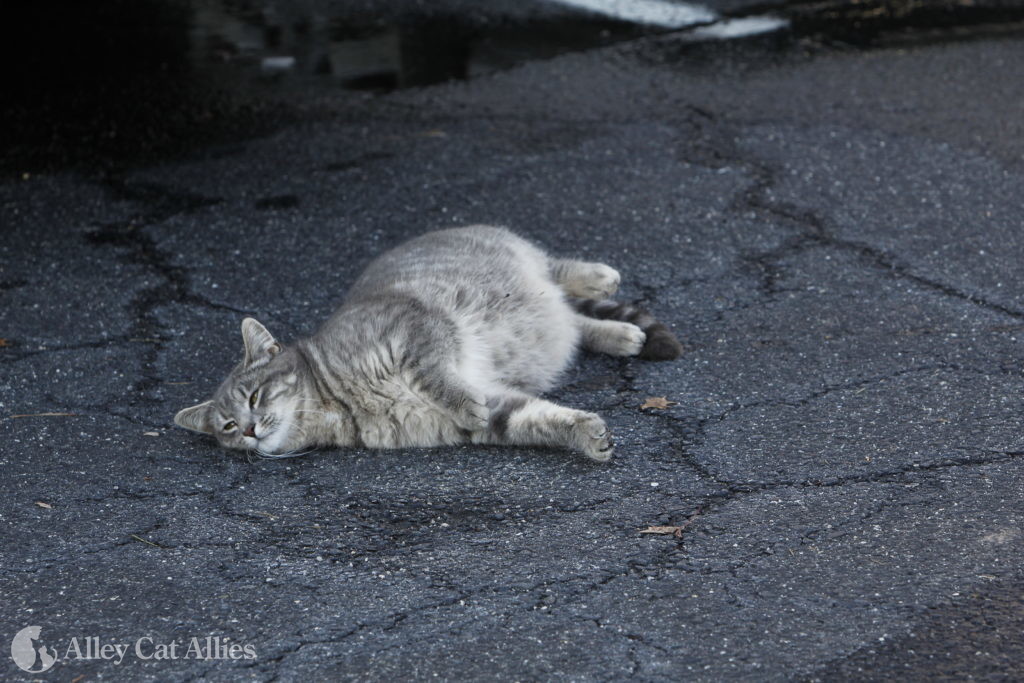 alley cat allies tnr