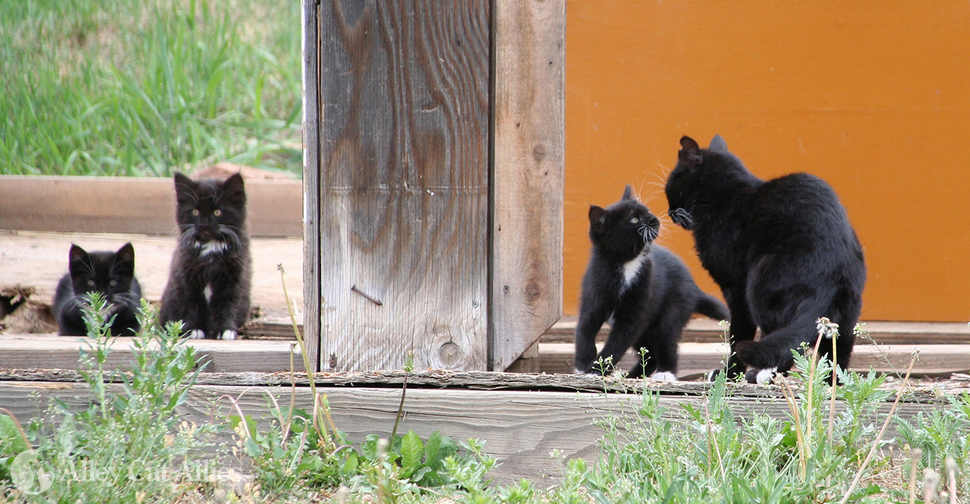 orange alley cat