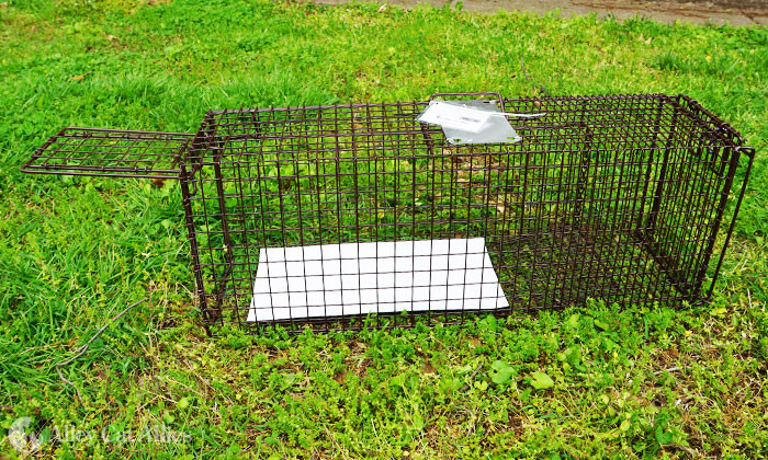 simple cat trap//cat trap using cardboard box 