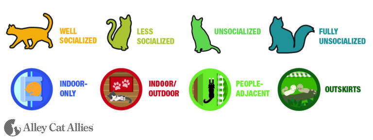 the-cat-socialization-continuum-a-guide-to-interactions-between-cats