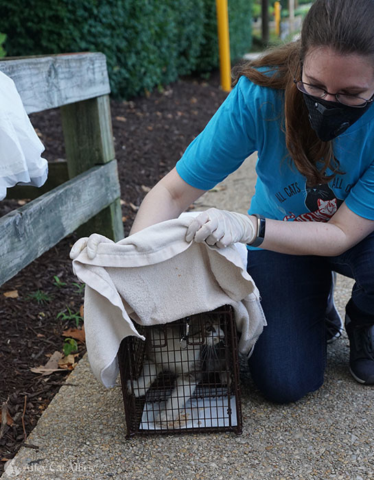 alley cat allies outdoor shelters