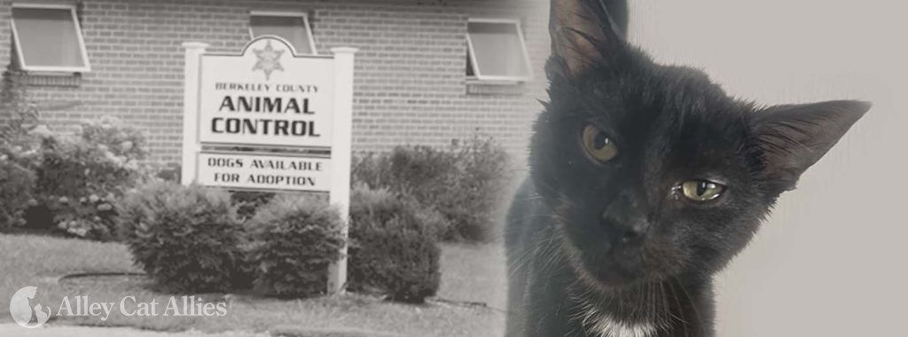 Alley Cat Allies Wins Foia Battle To Protect Cats In Berkeley County Wv Alley Cat Allies