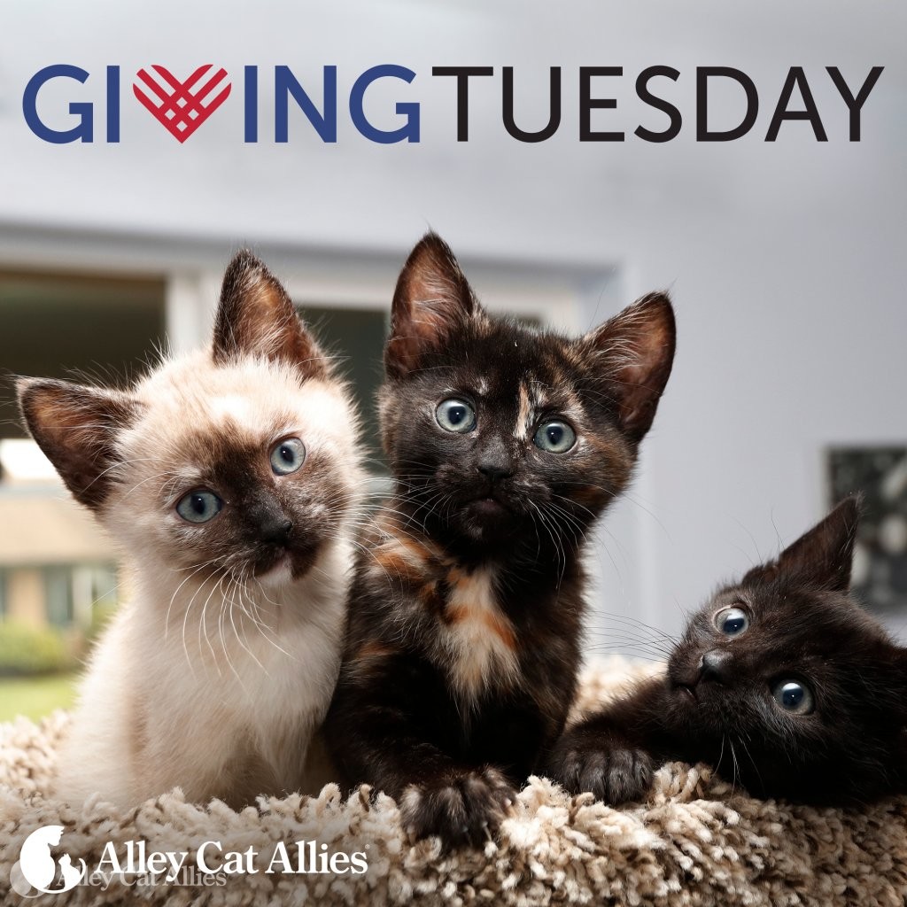 Save Cats Lives On Givingtuesday Alley Cat Allies