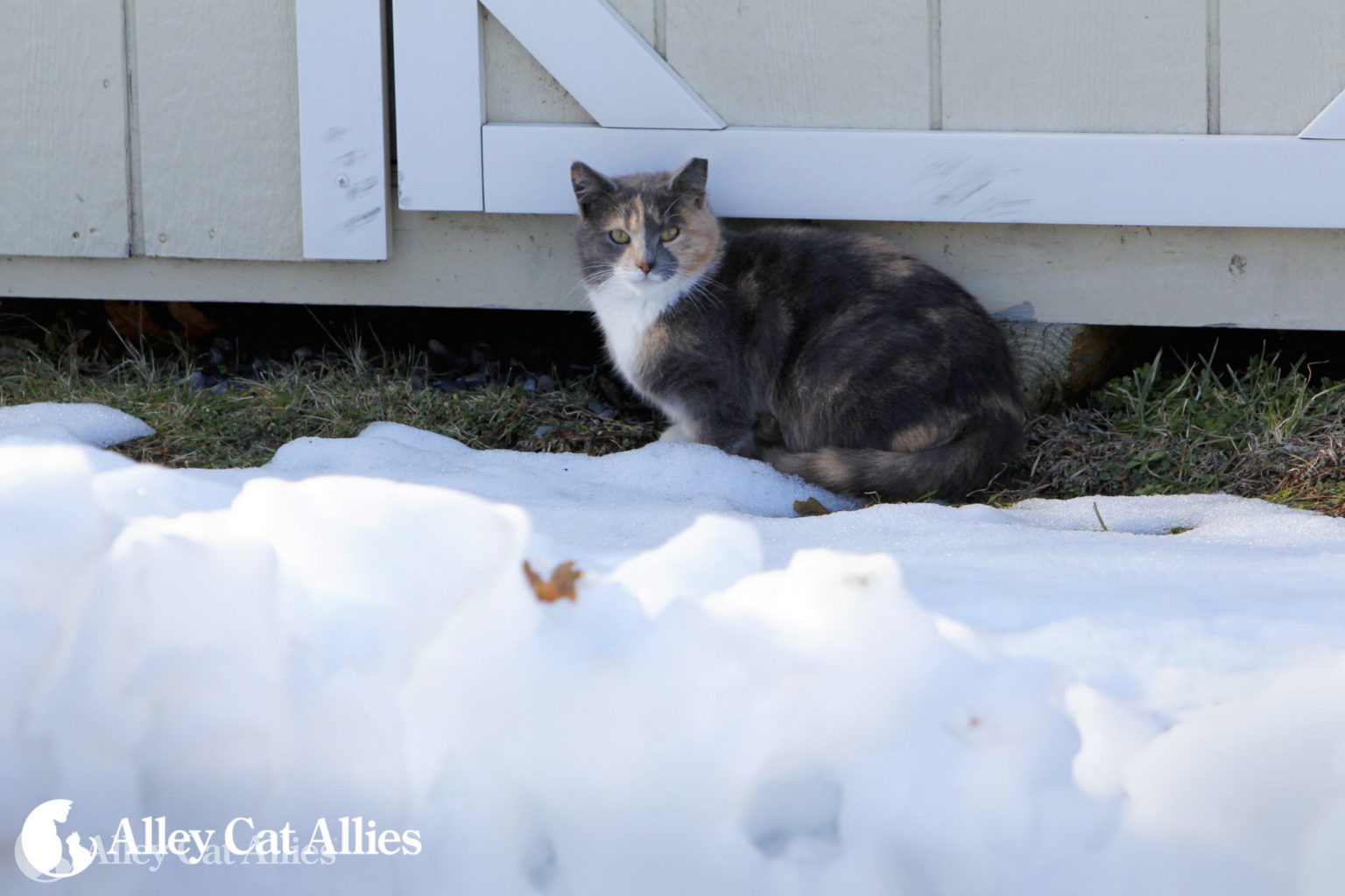 Top 4 Tips To Help Cats Outdoors In Cold Weather Alley Cat Allies