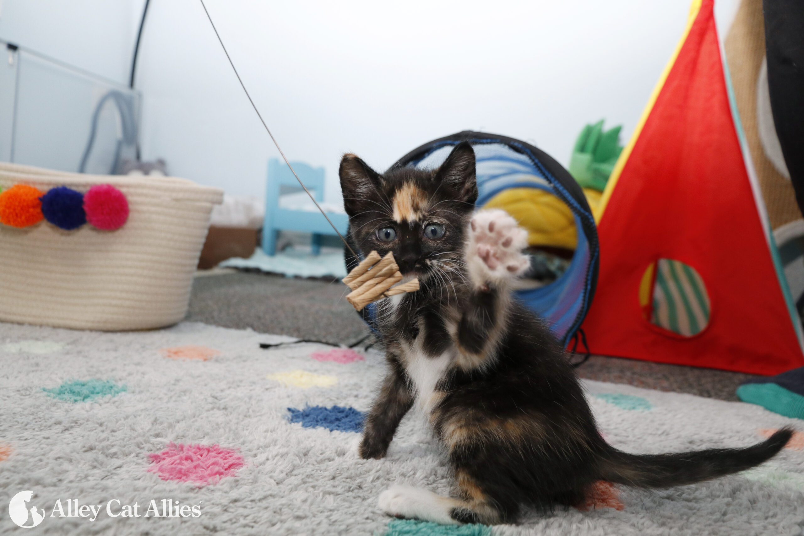 kitten-abra-at-foster-home-cat-program-six-weeks-old-alley-cat-allies