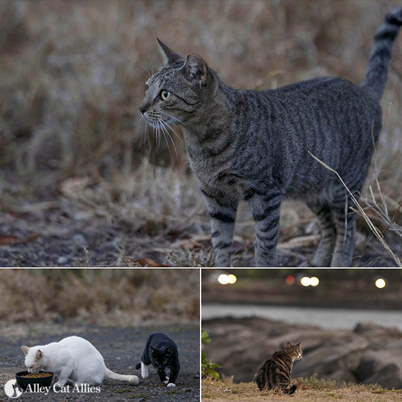 Your Update Alley Cat Allies On The Ground Saving Cats Amid Maui Fires And More Alley Cat Allies