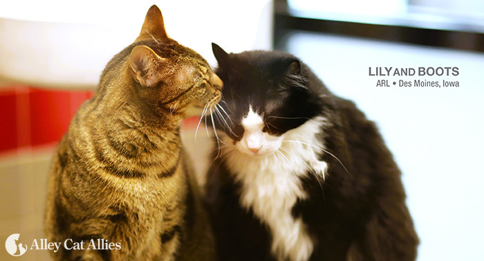 Internet Falls in Love With Cat Who Travels on Owner's Back—'Safe