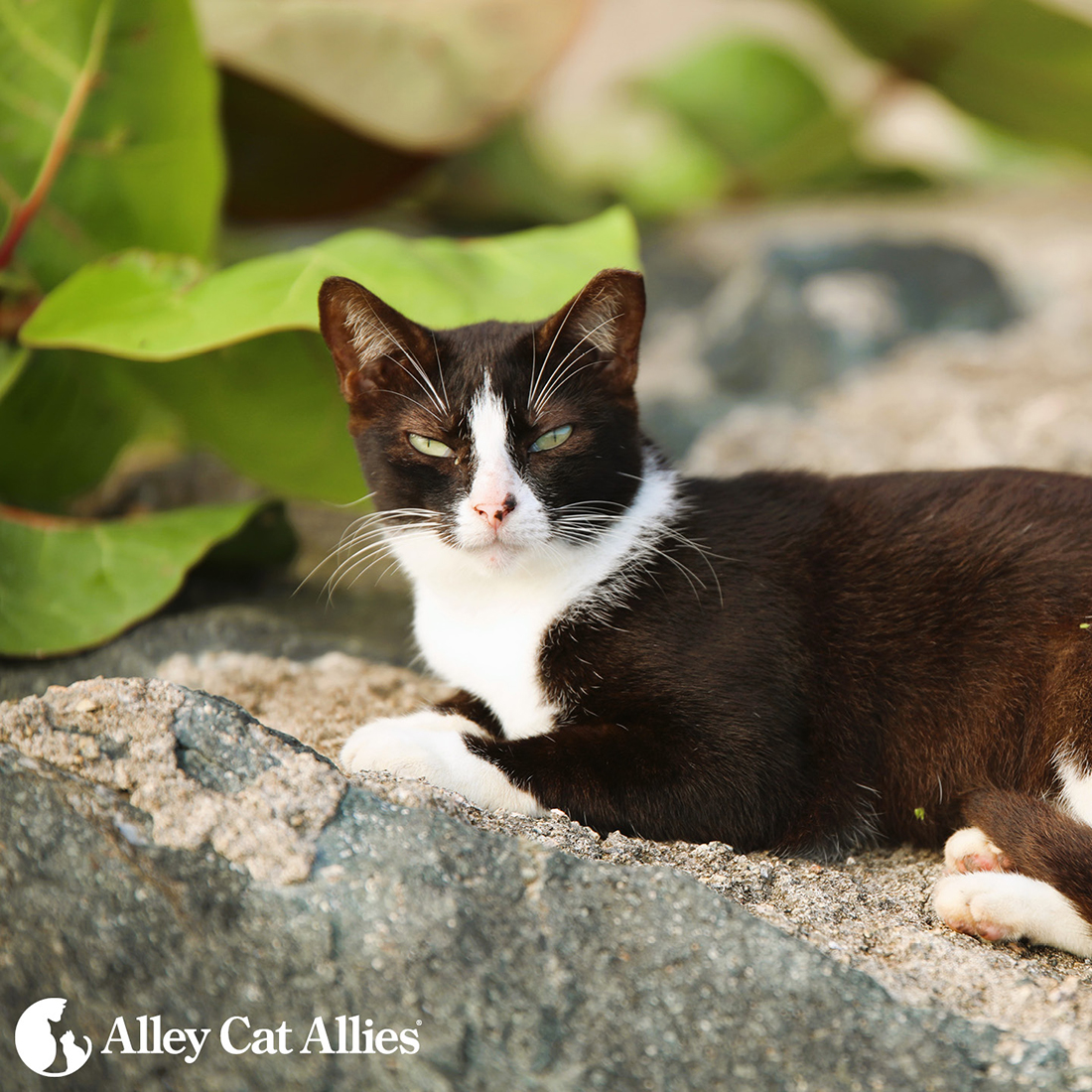 Alley Cat Allies is Back in Puerto Rico to Protect Cats and More Updates |  Alley Cat Allies