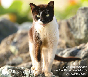 Protecting Puerto Rico's Cats | Alley Cat Allies