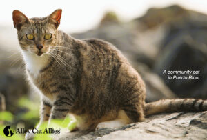 Protecting Puerto Rico's Cats | Alley Cat Allies