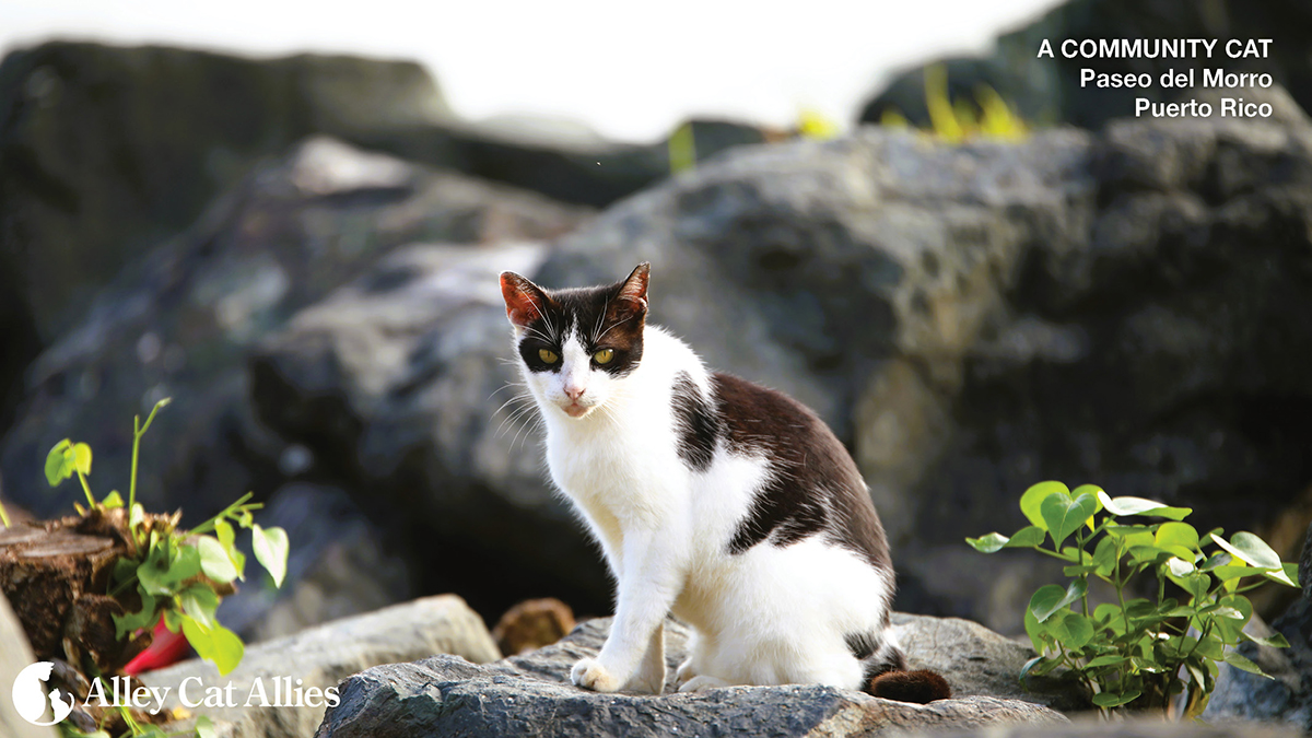 Alley Cat Allies Sues U.S. National Park Service to Stop Plan to Eradicate  Community Cats in Puerto Rico | Alley Cat Allies