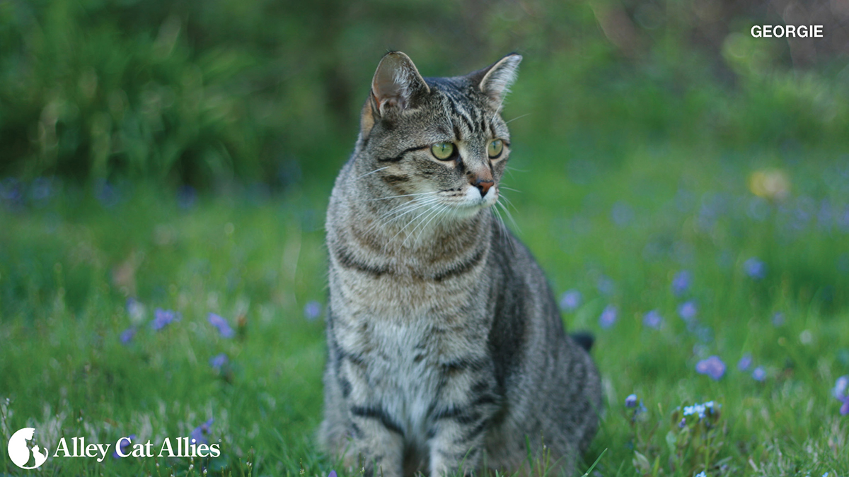 Hundreds of Cats to be Helped through Alley Cat Allies Feline Frenzy® in  Lebanon, TN | Alley Cat Allies