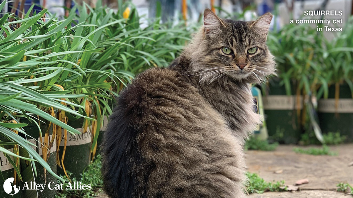 Silsbee, Texas: Reject a Community Cat Feeding Ban | Alley Cat Allies