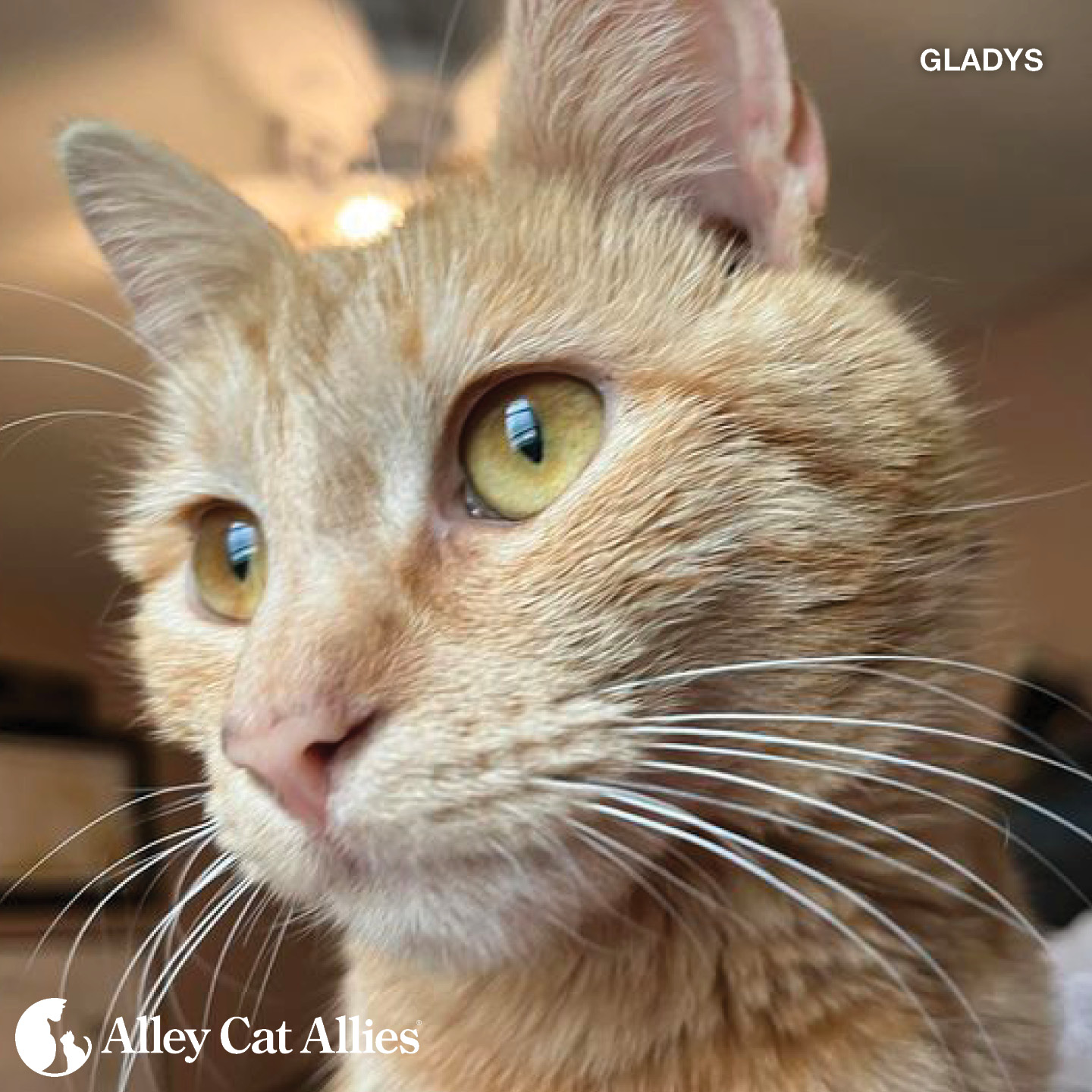 Alley Cat Allies Is Funding Veterinary Care And Food For 1000 Cats In 