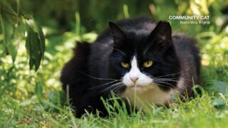 Hot Weather Care Tips for Community Cats