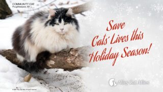 Save Cats' Lives this Holiday Season